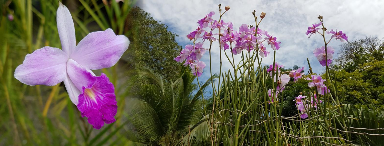 Bambus-Orchidee