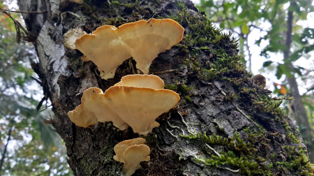 Pilze zersetzen das Totholz