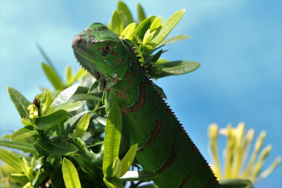 Grüne Wasseragame