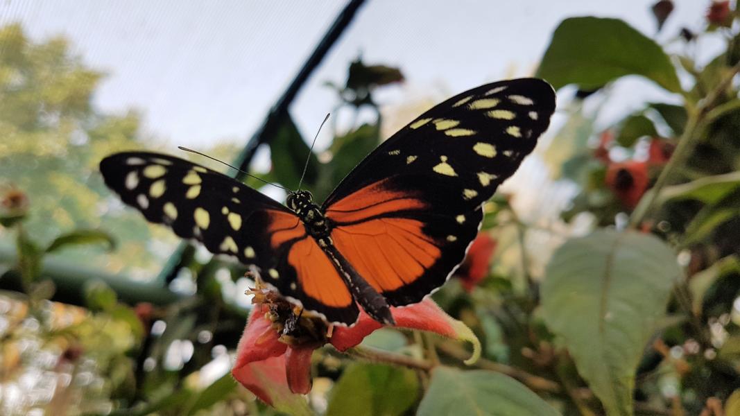 Cream - spotted Tigerwing