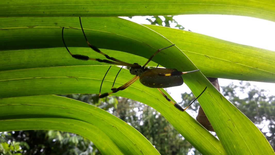 Goldseidenspinne