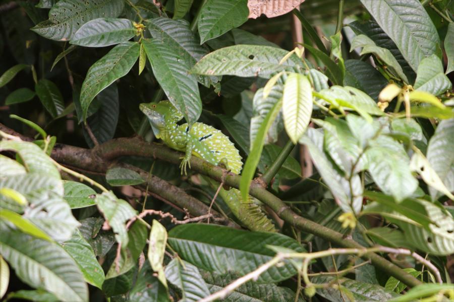 Grüner Stirnlappenbasilisk (Männchen)