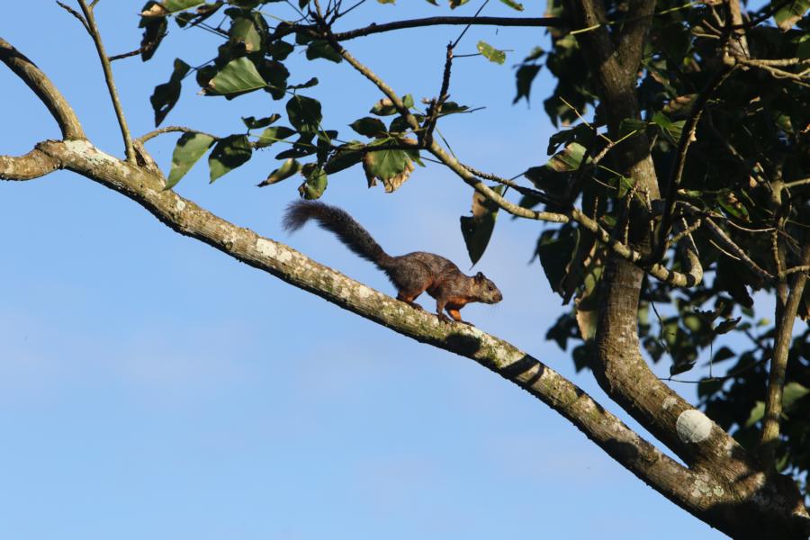 Hörnchen