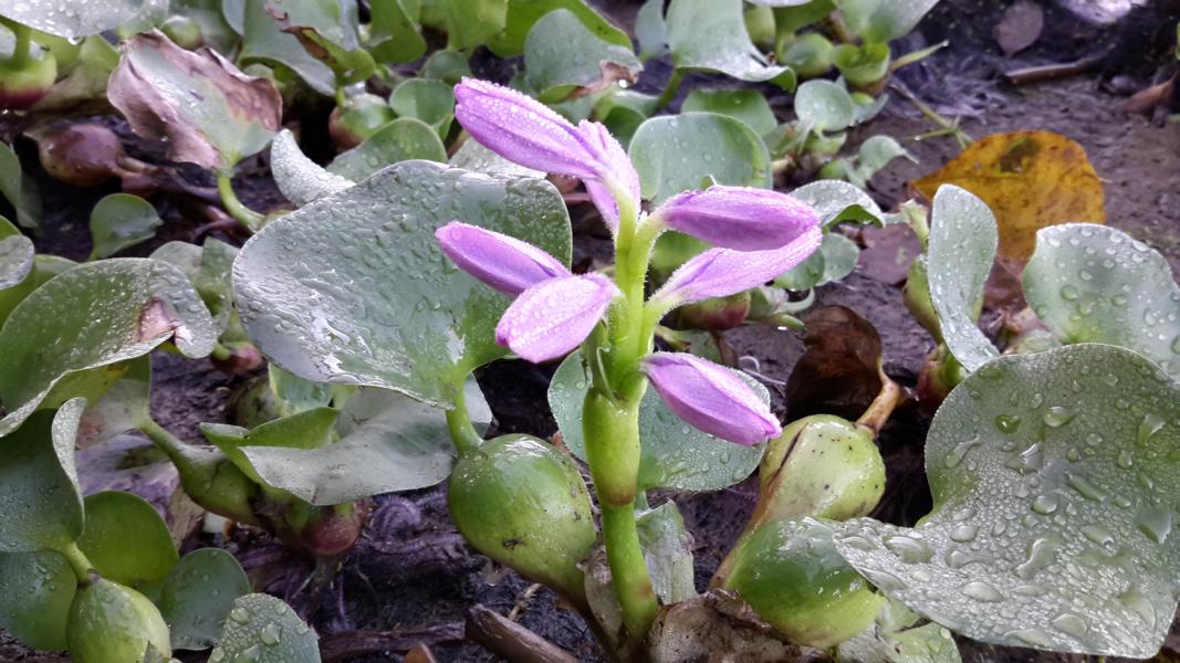 Blühende Wasserhyazinthe