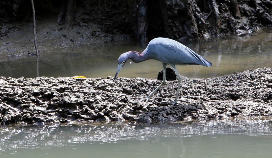 Blaureiher