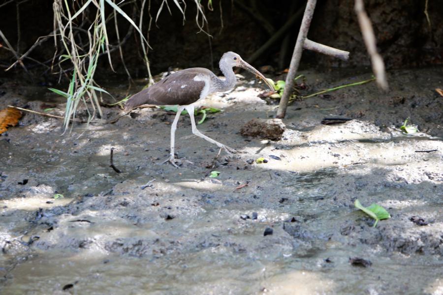 Ibis