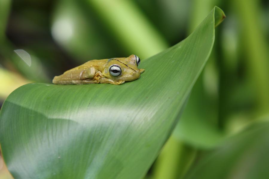 Laubfrosch