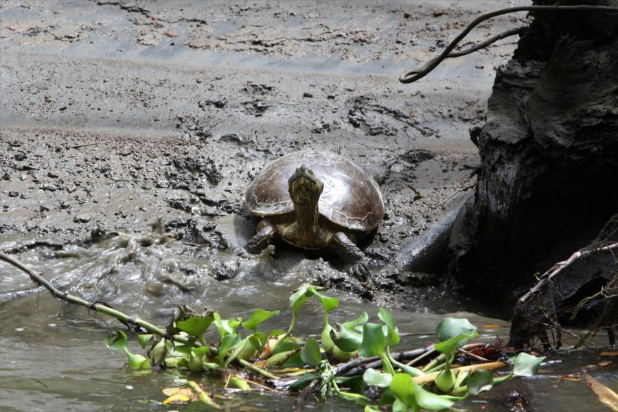 Amerikanischer Erdschildkröte