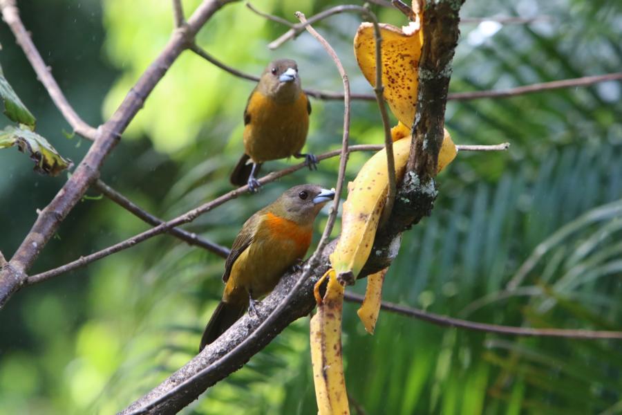 Scarlet-Rumped-Tanagerweibchen