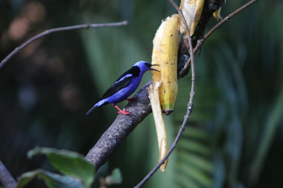 Türkisnaschvogel