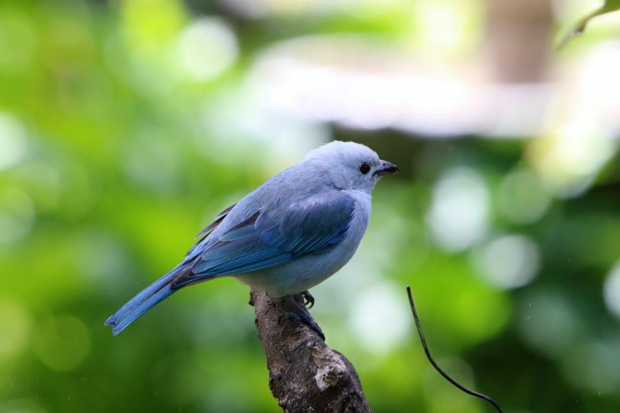 Blue-Gray-Tanager