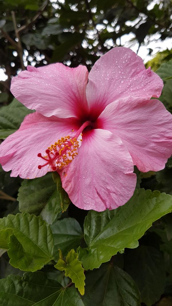 Hibiscus