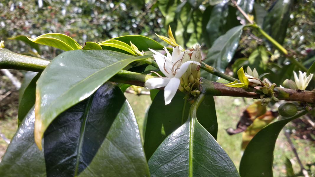 Blüten des Kaffeestrauchs