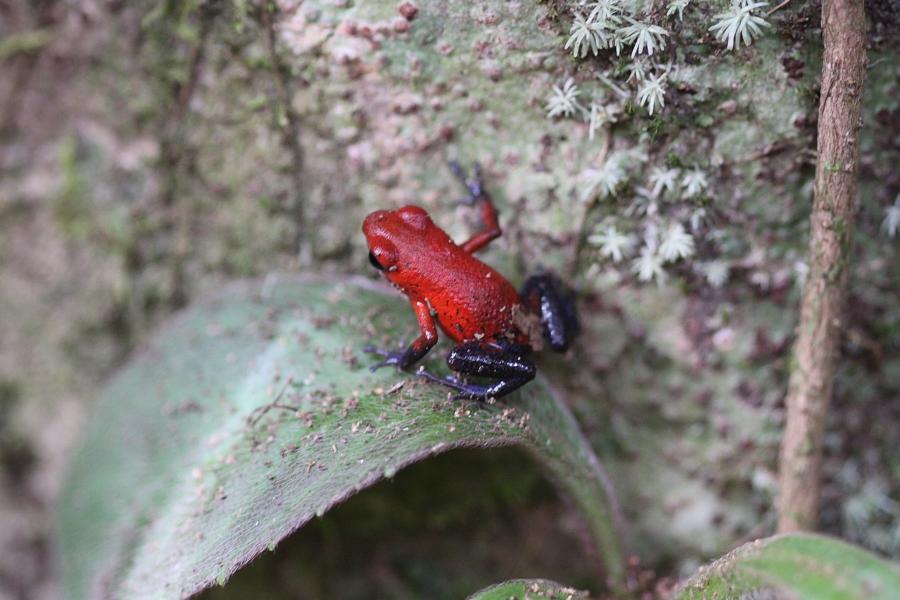 Der Rote Pfeilgiftfrosch, auch Erdbeerfrosch genannt, gehört zur Familie der Baumsteiger und erreicht eine Körpergröße von lediglich 2-3 cm. Wegen der blauen Beine werden sie  von den Ticos in Costa Rica liebevoll ?Blue Jeans? genannt. Da die sehr giftigen Erdbeerfrösche nicht quaken, sondern die Rufe der Männchen eher dem Summen einer Biene gleichen, sind sie akustisch kaum auszumachen. Unser Ranger wusste aber, wo man findet- unter herabgefallenen Blättern. 