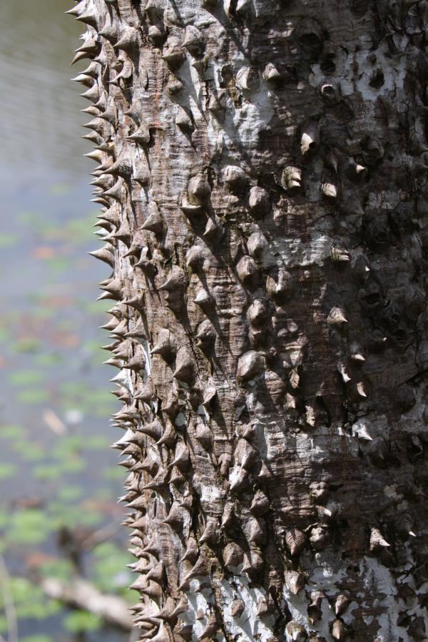 Der Kontakt mit dem weltweit einzigartigen Pochotebaum ist schmerzhaft. Er verhindert mit diesen ?Waffen?, dass Affen und Echsen seine Früchte ernten.